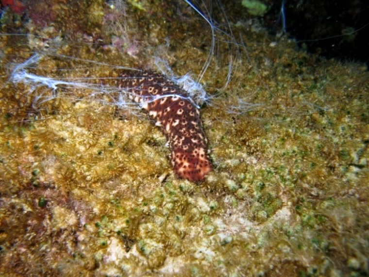 Holothuria sanctori (Delle Chiaje, 1823)  e Tubi di Cuvier